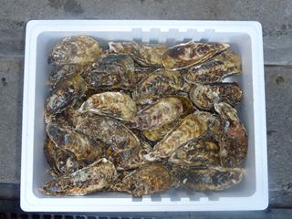 相生牡蠣　殻つき4kｇ（48個前後）4人～5人