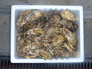 相生牡蠣　殻つき8ｋｇ（96個前後）