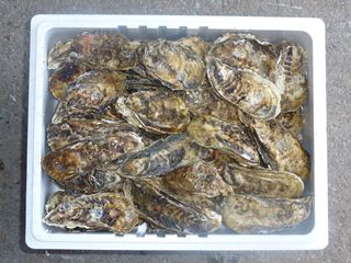 相生牡蠣　殻つき10ｋｇ（120個前後）